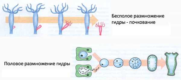 Https kraken at